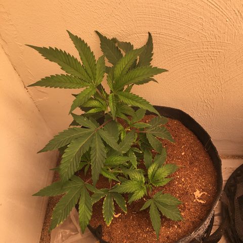 Alien xkittlez growlog timeline photo