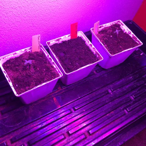Alien xkittlez growlog photo: Both alien xkittlez popped yesterday.