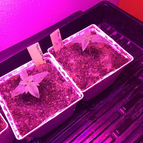 Alien xkittlez growlog timeline photo