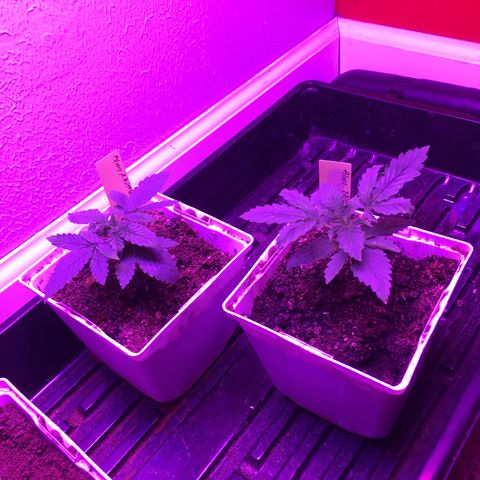 Alien xkittlez growlog photo: Today’s 