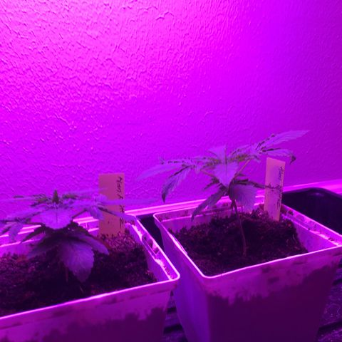 Alien xkittlez growlog photo: Alien skittlez today.