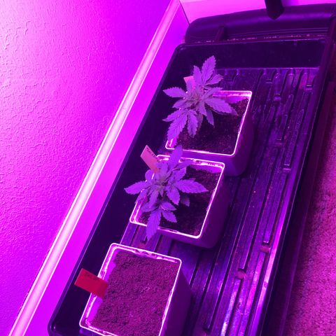 Alien xkittlez growlog photo: Alien skittlez today.