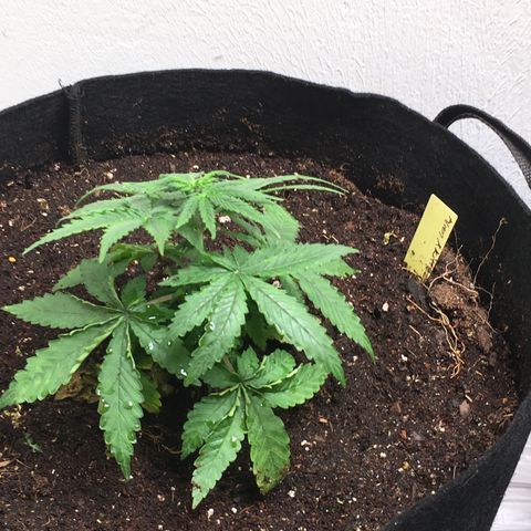 Alien xkittlez growlog photo: Ph’d water with molasses. Root booster, transplanted to 5 gal fabric pots.