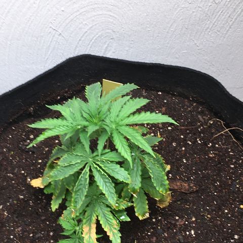 Alien xkittlez growlog photo: Ph’d water with molasses. Root booster, transplanted to 5 gal fabric pots.