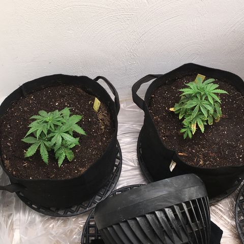 Alien xkittlez growlog photo: Today’s 