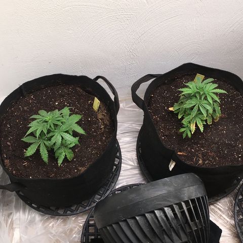 Alien xkittlez growlog timeline photo