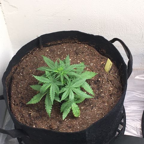 Alien xkittlez growlog photo: Today’s closet grow