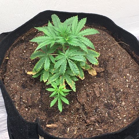 Alien xkittlez growlog photo: Today’s closet grow