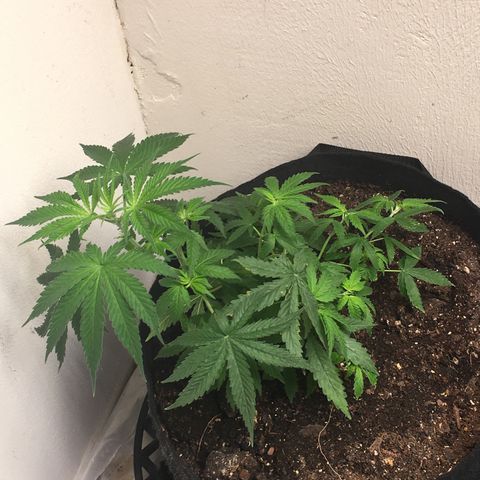 Alien xkittlez growlog photo: Today’s 