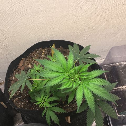 Alien xkittlez growlog photo: Today’s 