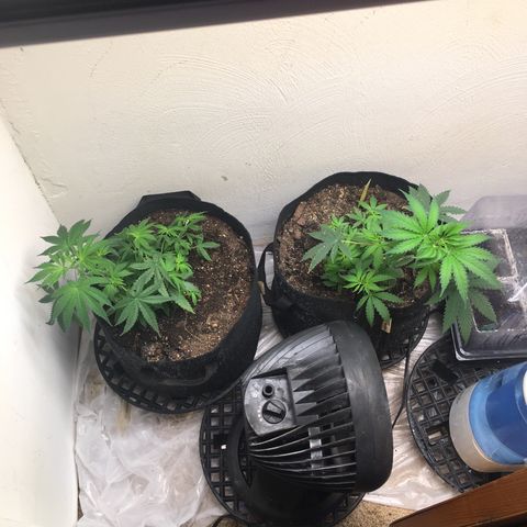 Alien xkittlez growlog photo: Today’s 