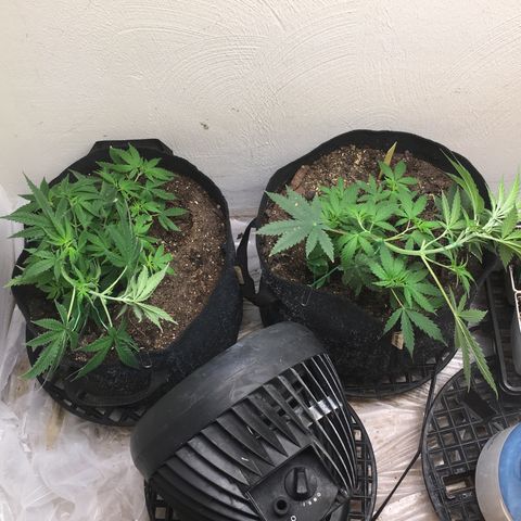 Alien xkittlez growlog photo: Today’s.