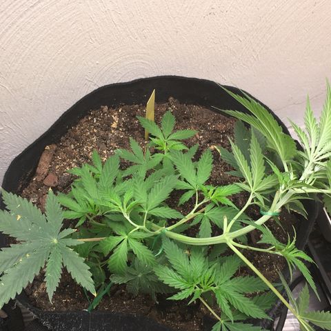 Alien xkittlez growlog timeline photo