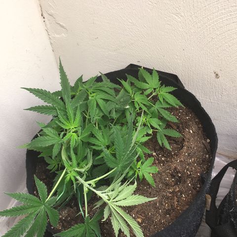 Alien xkittlez growlog timeline photo