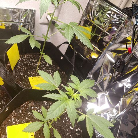 Northern Lights Automatic  growlog photo: Beginn der Blüte 