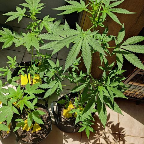 Northern Lights Automatic  growlog timeline photo