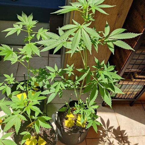 Northern Lights Automatic  growlog timeline photo