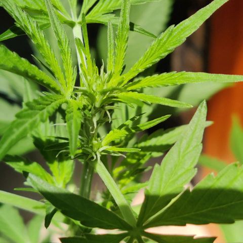 Northern Lights Automatic  growlog timeline photo
