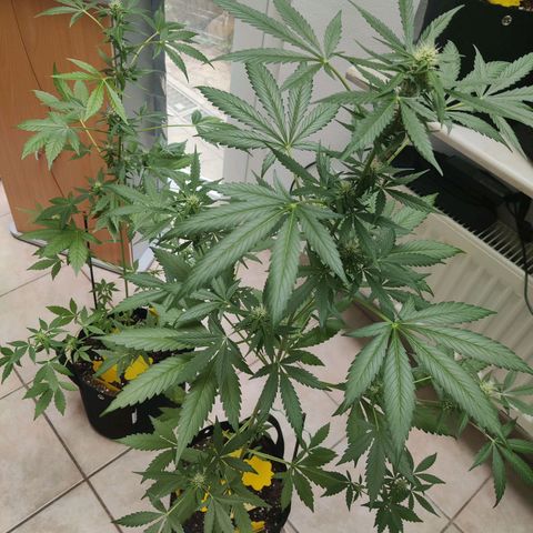 Northern Lights Automatic  growlog timeline photo