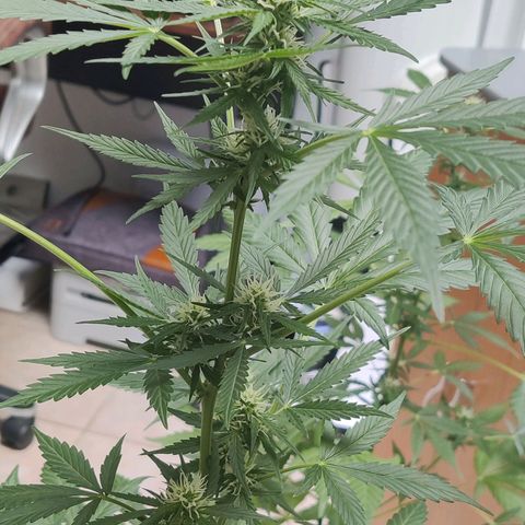 Northern Lights Automatic  growlog timeline photo