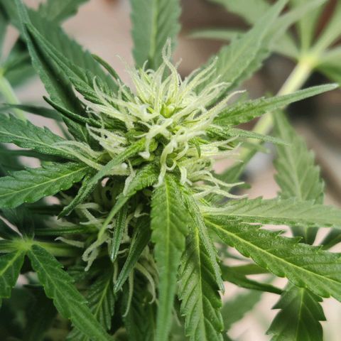 Northern Lights Automatic  growlog timeline photo