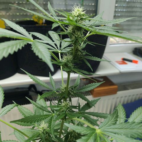 Northern Lights Automatic  growlog timeline photo