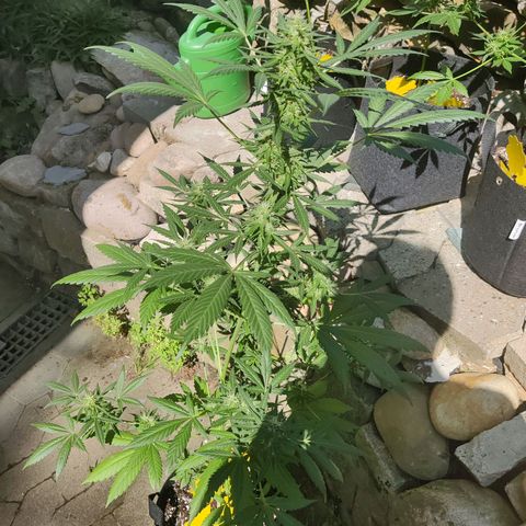 Northern Lights Automatic  growlog timeline photo