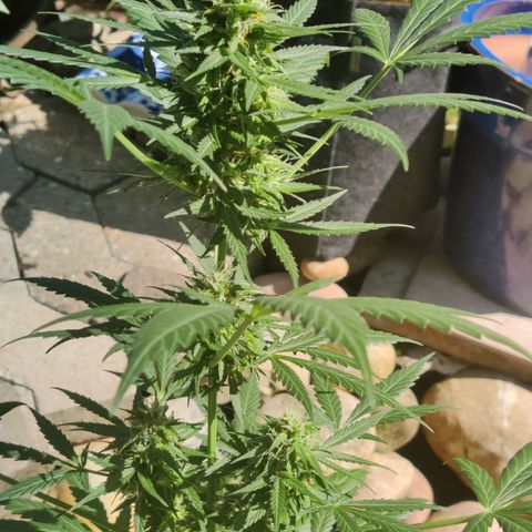 Northern Lights Automatic  growlog timeline photo