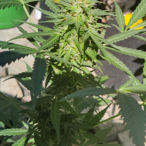 Northern Lights Automatic  growlog timeline photo