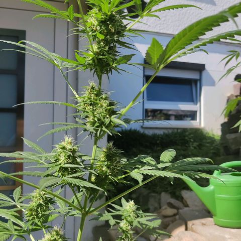 Northern Lights Automatic  growlog timeline photo