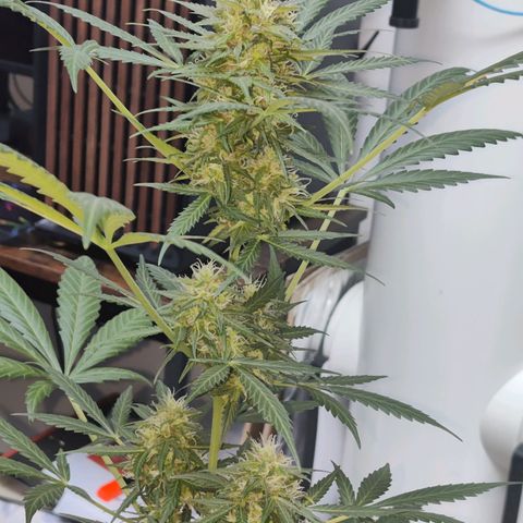 Northern Lights Automatic  growlog timeline photo