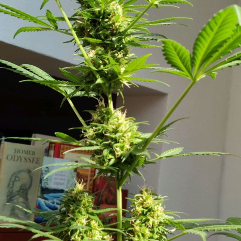 Northern Lights Automatic  growlog timeline photo