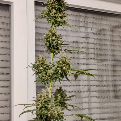 Northern Lights Automatic  growlog photo: Nearly there