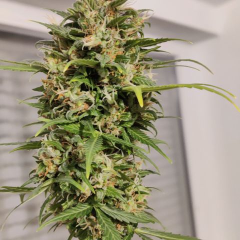 Northern Lights Automatic  growlog photo: Nearly there