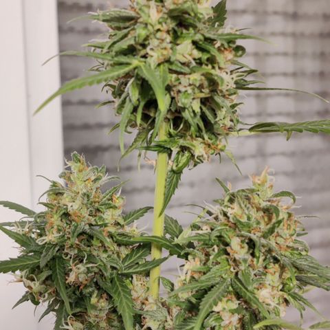 Northern Lights Automatic  growlog photo: Nearly there