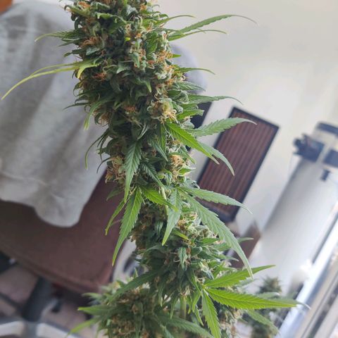 Northern Lights Automatic  growlog photo: Tag der Ernte 