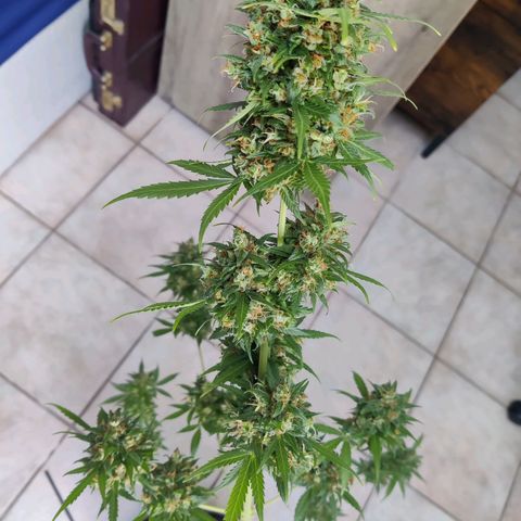 Northern Lights Automatic  growlog photo: Tag der Ernte 