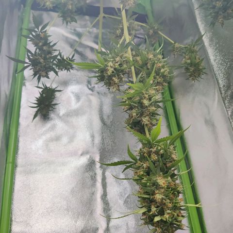 Northern Lights Automatic  growlog photo: Umluft und Abluft - Feuchtigkeit bei ziemlich genau 55%