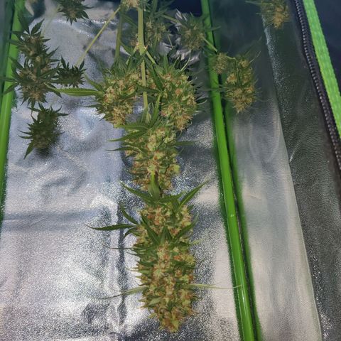 Northern Lights Automatic  growlog photo: Umluft und Abluft - Feuchtigkeit bei ziemlich genau 55%
