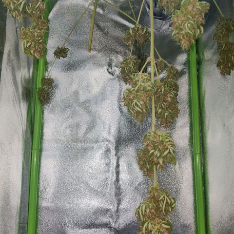 Northern Lights Automatic  growlog photo: Trocknet solide vor sich hin 