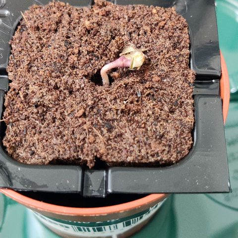 Banana Punch "Chiquita🍌"  growlog timeline photo