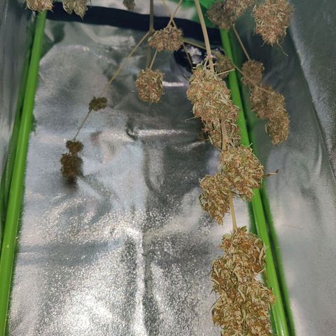 Northern Lights Automatic  growlog photo: Just one more day 🤘