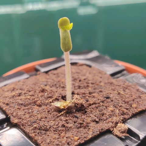 Banana Punch "Chiquita🍌"  growlog timeline photo