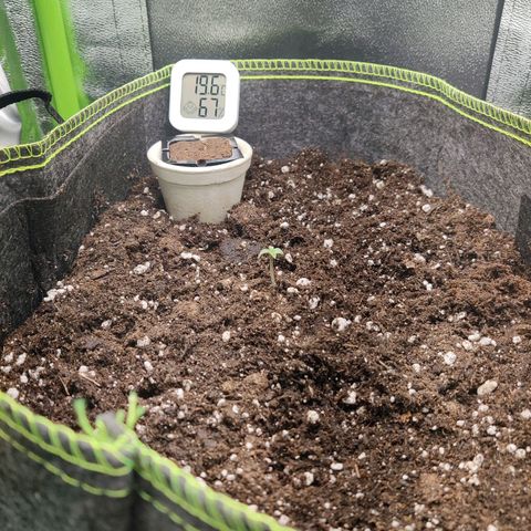 Banana Punch "Chiquita🍌"  growlog photo: Umgetopft 