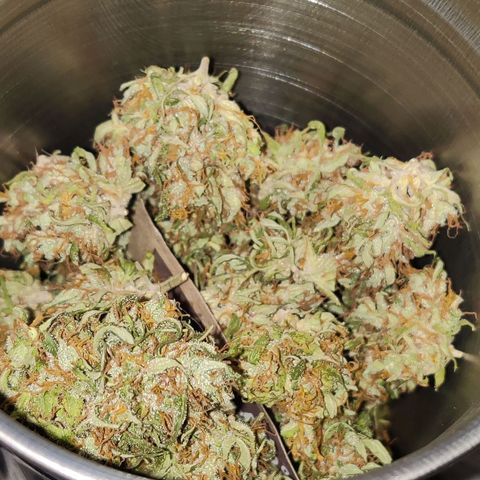 Northern Lights Automatic  growlog photo: Fermentieren 👌