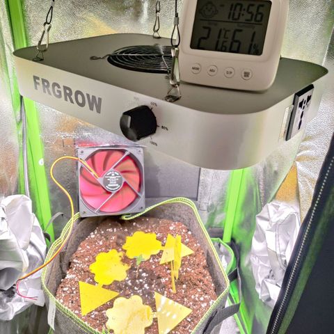 Banana Punch "Chiquita🍌"  growlog photo: Nachdem sie etwas spargeln wollte, habe ich die Lichtintensität meiner 65W LED auf 50% erhöht. Luftfeuchtigkeit wird versucht bei 65-75% zu halten.
Außerdem wurde sie getauft! 
Ihr Name lautet Chiquita! 