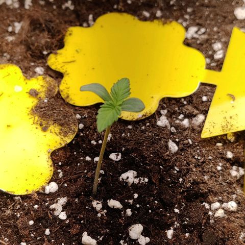 Banana Punch "Chiquita🍌"  growlog photo: Nachdem sie etwas spargeln wollte, habe ich die Lichtintensität meiner 65W LED auf 50% erhöht. Luftfeuchtigkeit wird versucht bei 65-75% zu halten.
Außerdem wurde sie getauft! 
Ihr Name lautet Chiquita! 