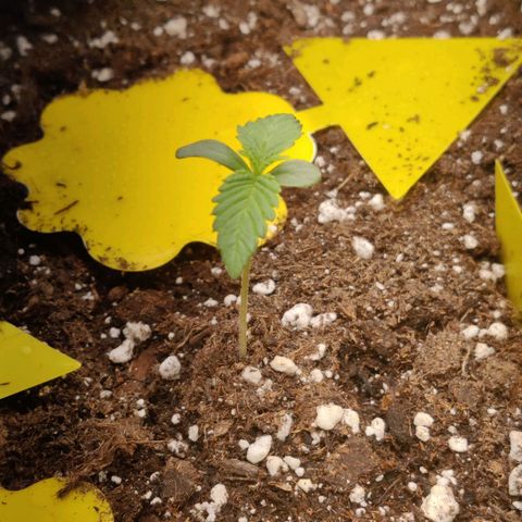 Banana Punch "Chiquita🍌"  growlog photo: Wächst munter vor sich her. Die höhere Lichtintensität scheint das leichte Spargeln gestoppt zu haben 