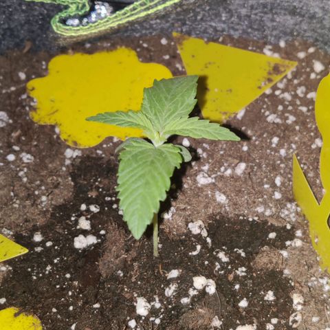 Banana Punch "Chiquita🍌"  growlog photo: Übers Wochenende kräftig an Masse zugelegt 👍