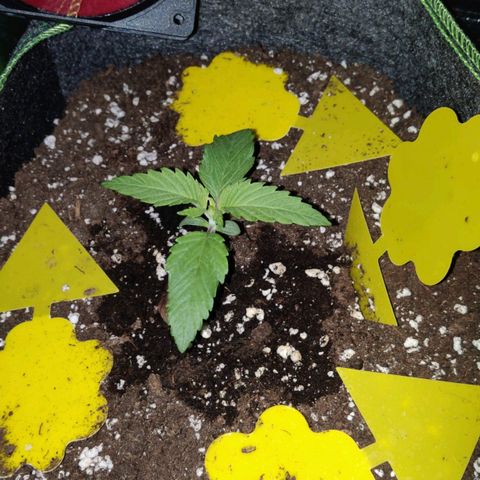 Banana Punch "Chiquita🍌"  growlog photo: Fleißig am wachsen ☄️